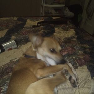 Meet your Posher, Donna